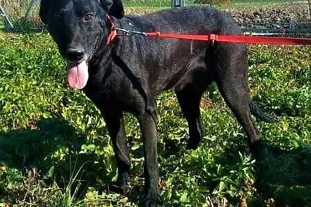 SIMBA - starszy, kochany, wyrzucony jak śmieć psiak; do adopcji,  łódzkie Łódź, Łódzkie, Łódź