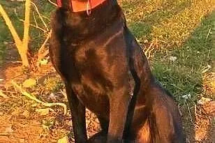 SIMBA - starszy, kochany, wyrzucony jak śmieć psiak; do adopcji,  łódzkie Łódź, Łódzkie, Łódź