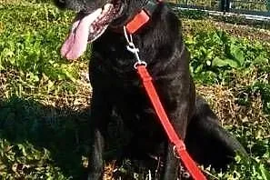SIMBA - starszy, kochany, wyrzucony jak śmieć psiak; do adopcji,  łódzkie Łódź, Łódzkie, Łódź