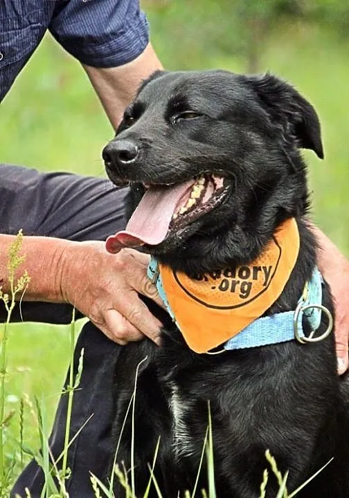 Młody czarny labrador Bleki do adopcji!, wielkopo