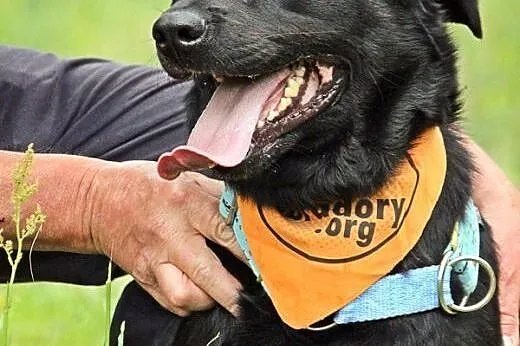 Młody czarny labrador Bleki do adopcji!,  wielkopo