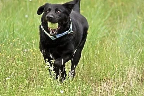 Młody czarny labrador Bleki do adopcji!,  wielkopo