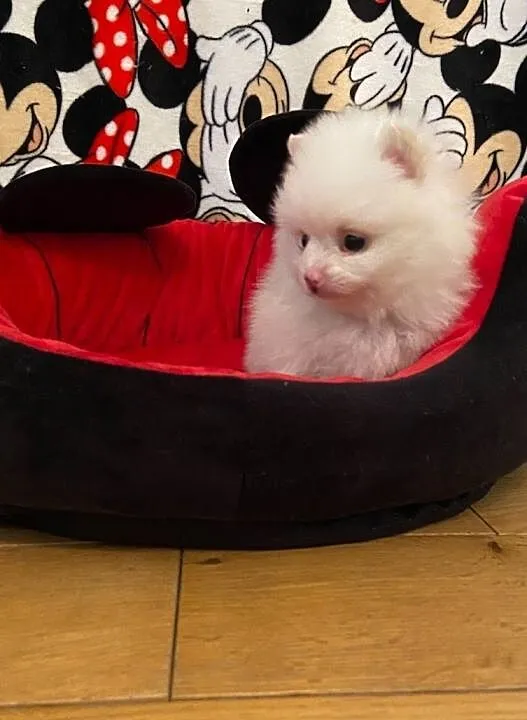POMERANIAN SPITZ, , Honiatycze-Kolonia