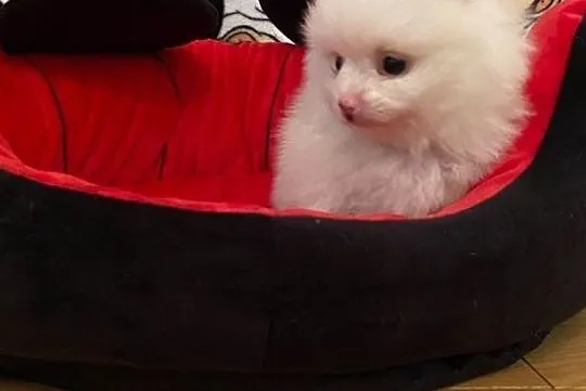 POMERANIAN SPITZ