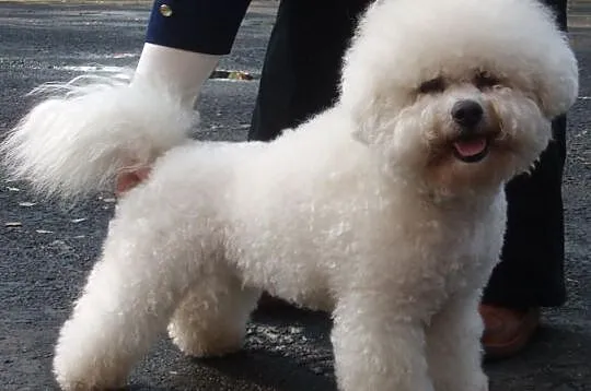 Szczeniaki Bichon Frise z rodowodem! Szczeniak, pi