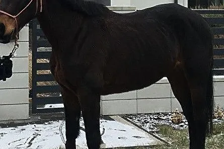 Cathy de Verrieres, , Białe