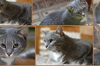 Pokochaj i Przygarnij Molly,  śląskie Gliwice
