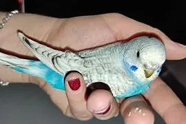 Papużka falista samica, Kłecko