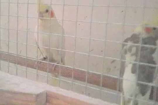 Sprzedam papugi