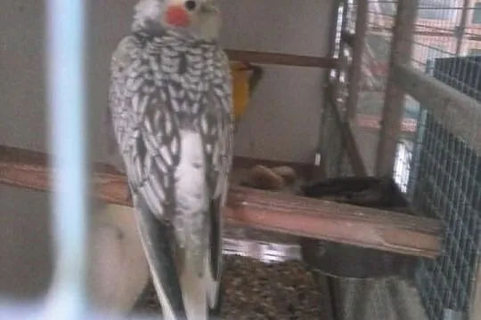 Sprzedam papugi