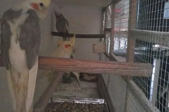 Sprzedam papugi