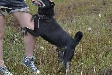 Małpiatek to niepozorny psiaczek, wielkie kochając