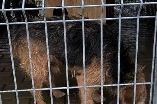 Wester piękny psiak w typie teriera szuka domu gdz