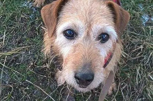Wester piękny psiak w typie teriera szuka domu gdz