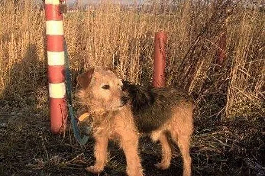 Wester piękny psiak w typie teriera szuka domu gdz