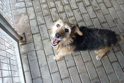 Wester piękny psiak w typie teriera szuka domu gdz