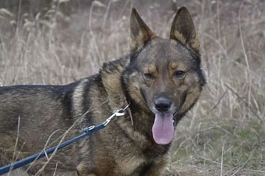 Aleks-cudny,troszkę owczarkowaty,spokojny,delikatny pies do adopcji, , Wrocław
