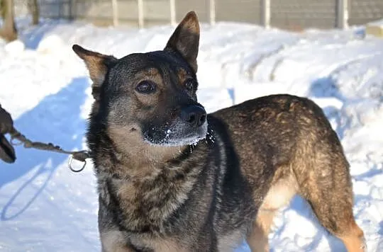 Aleks-cudny,troszkę owczarkowaty,spokojny,delikatny pies do adopcji, , Wrocław