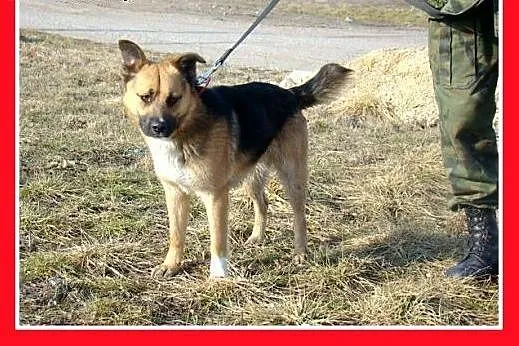 14 kg,przyjazny,łagodny,towarzyski,wesoły piesek E