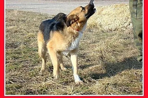 14 kg,przyjazny,łagodny,towarzyski,wesoły piesek E