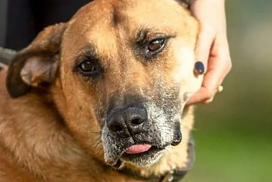 Pluto przepiękny, lubiący dzieci pies szuka domu, Mazowieckie, Warszawa