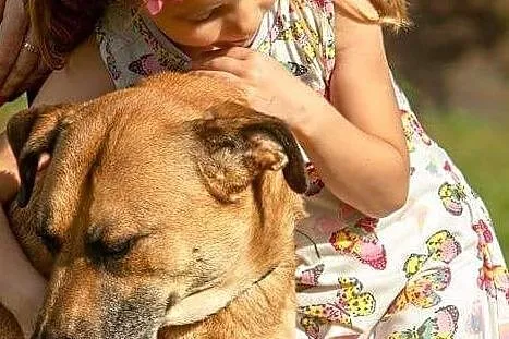 Pluto przepiękny, lubiący dzieci pies szuka domu, Mazowieckie, Warszawa