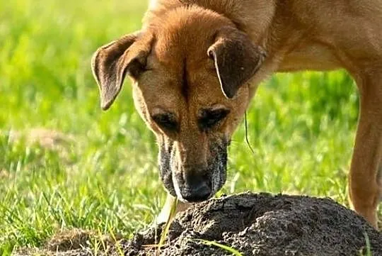 Pluto przepiękny, lubiący dzieci pies szuka domu, Mazowieckie, Warszawa