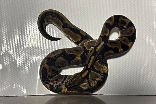 Python regius (pyton królewski) samica