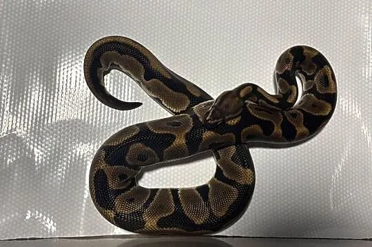 Python regius (pyton królewski) samica, Małopolskie, Kraków