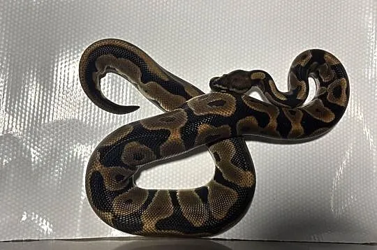 Python regius (pyton królewski) samica, Małopolskie, Kraków