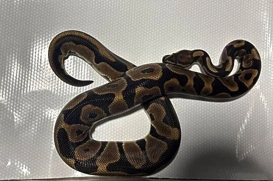 Python regius (pyton królewski) samica, Małopolskie, Kraków