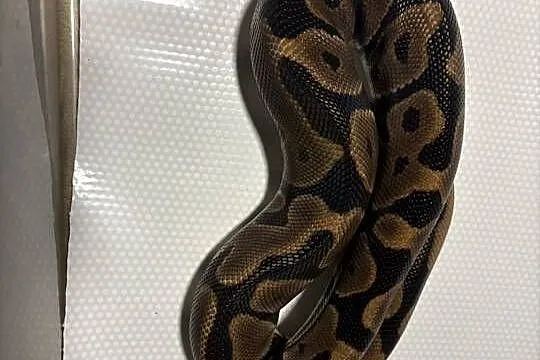 Python regius (pyton królewski) samica, Małopolskie, Kraków
