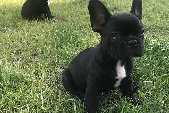 Buldog Francuski z rodowdem ZKwP, , Lublin