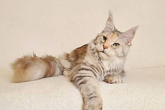 Przepiękna dorosła koteczka Maine Coon - LEGALNA HODOWLA
