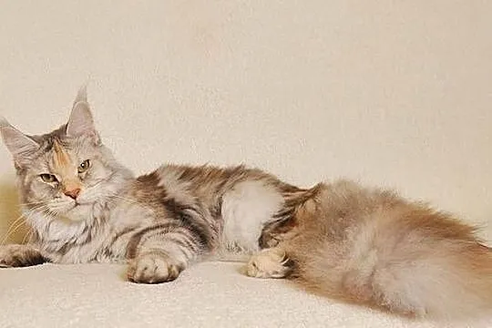 Przepiękna dorosła koteczka Maine Coon - LEGALNA HODOWLA, Podlaskie, Białystok