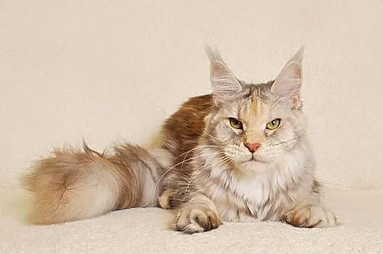 Przepiękna dorosła koteczka Maine Coon - LEGALNA HODOWLA, Podlaskie, Białystok