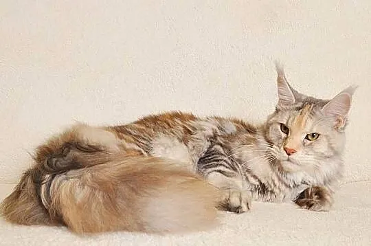 Przepiękna dorosła koteczka Maine Coon - LEGALNA HODOWLA, Podlaskie, Białystok