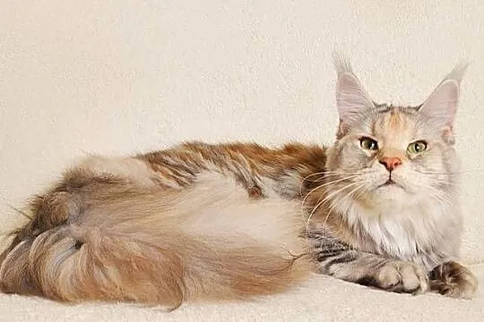 Przepiękna dorosła koteczka Maine Coon - LEGALNA HODOWLA, Podlaskie, Białystok