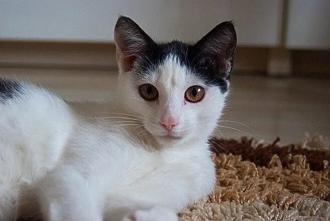 Mela do adopcji