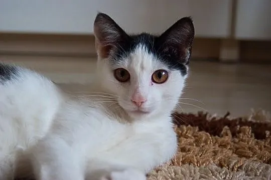 Mela do adopcji