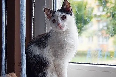 Mela do adopcji