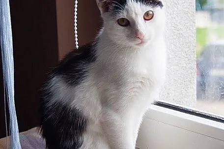 Mela do adopcji