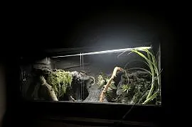Terrarium 120x60x60 gotowe dla agamy