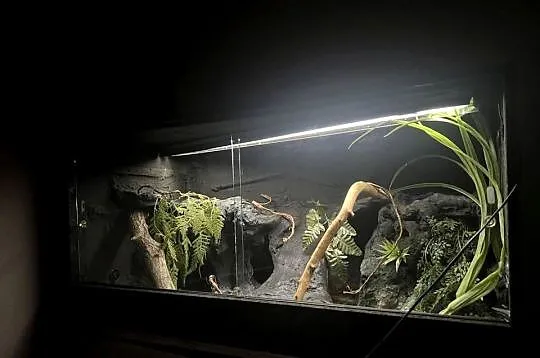 Terrarium 120x60x60 gotowe dla agamy, Pomorskie, Sopot