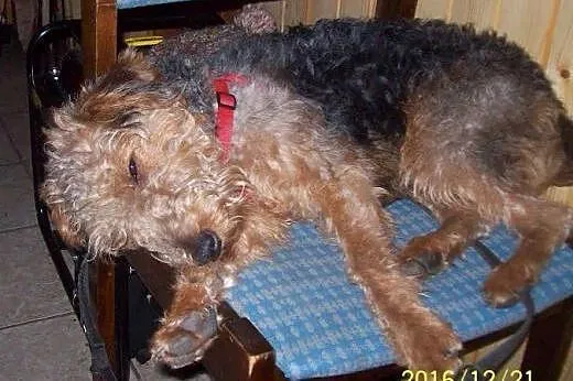 Zaginął pies - młody terier walijski,  świętokrzys
