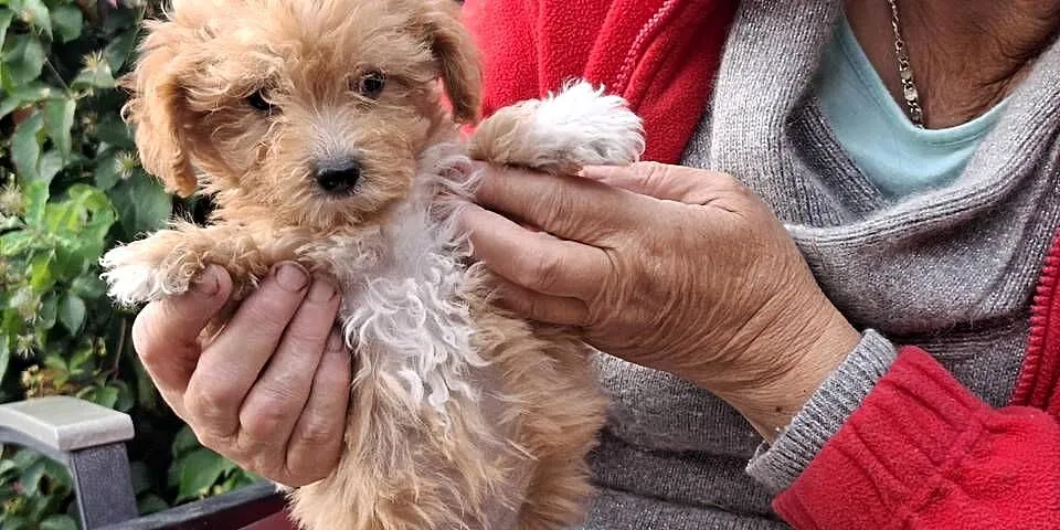 Maltipoo śliczne dwa pieski, Warmińsko-mazurskie, Ełk