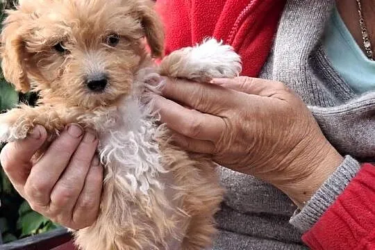 Maltipoo śliczne dwa pieski, Warmińsko-mazurskie, Ełk