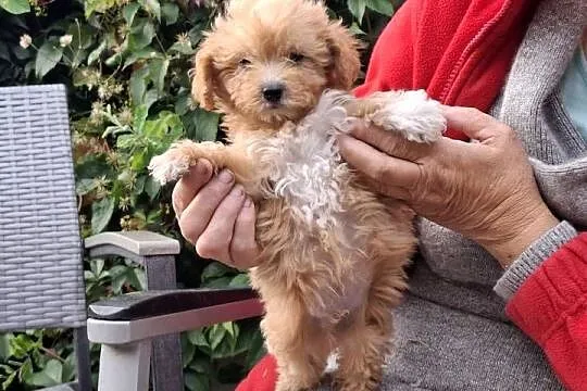 Maltipoo śliczne dwa pieski, Warmińsko-mazurskie, Ełk