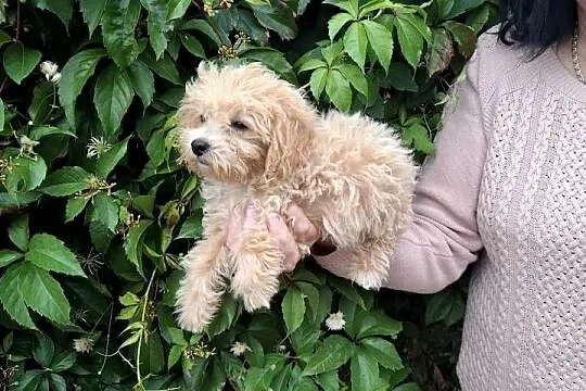 Maltipoo śliczne dwa pieski, Warmińsko-mazurskie, Ełk
