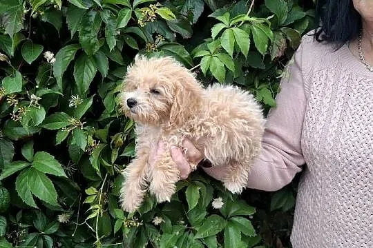 Maltipoo śliczne dwa pieski, Warmińsko-mazurskie, Ełk